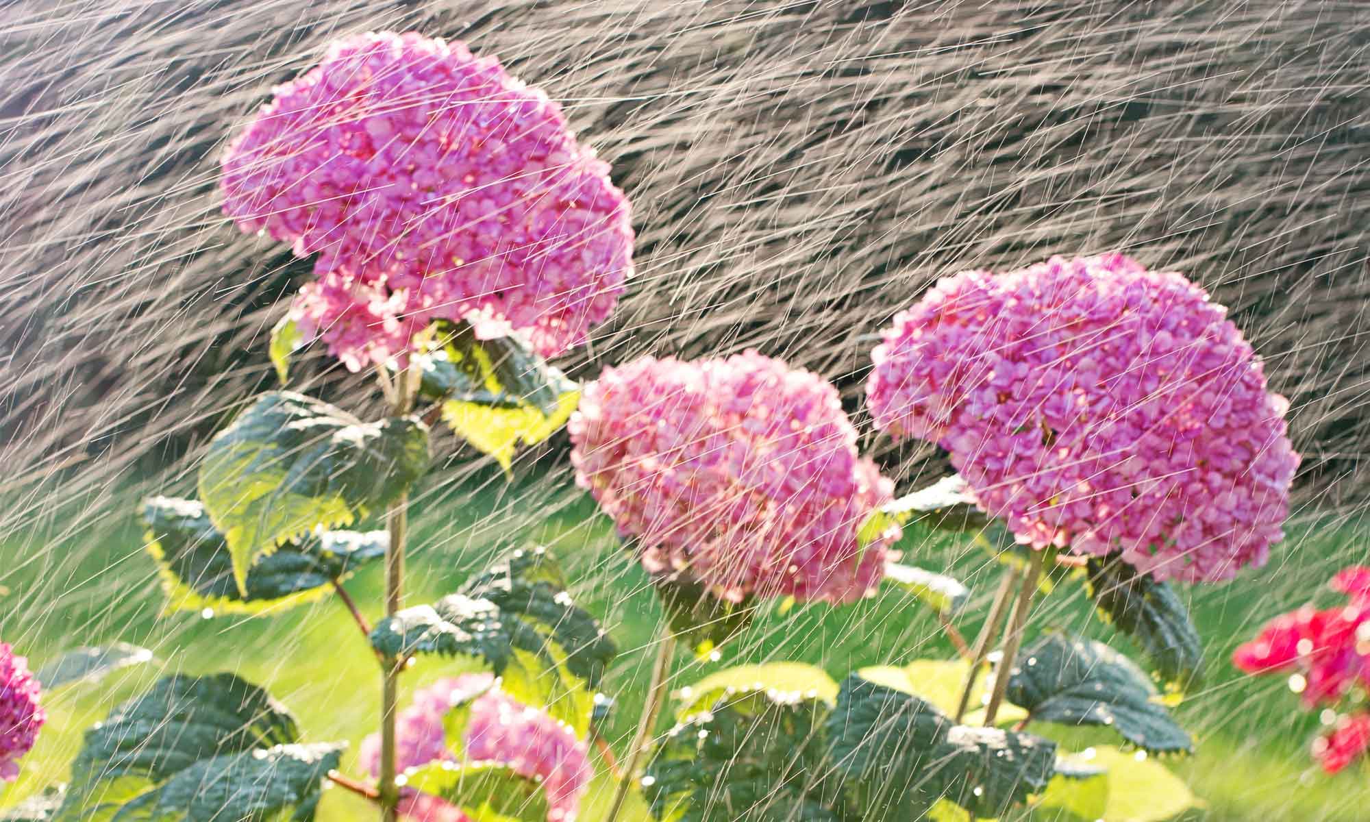 Sprinkler system watering a flower bed