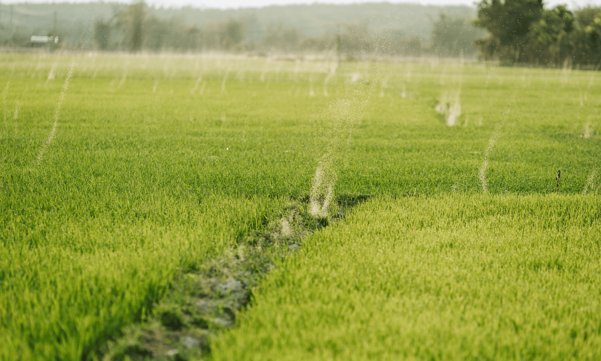 Commercial irrigation field